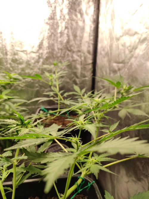 A005 Dutch Passion Test. Week 3