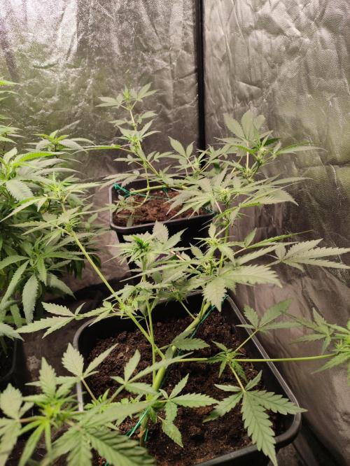 A005 Dutch Passion Test. Week 3