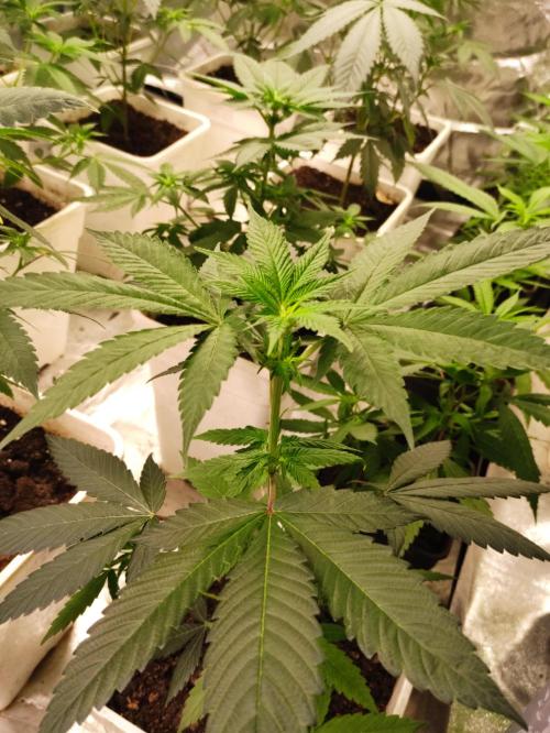 F001 Dutch Passion test strain. Week 4