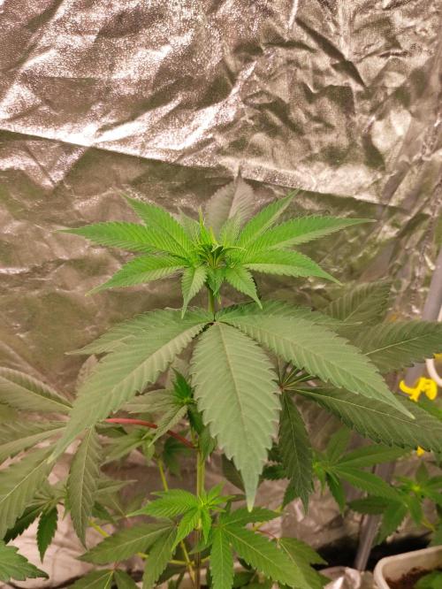 F001 Dutch Passion test strain. Week 4