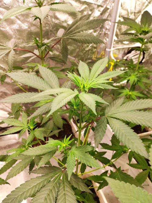 F001 Dutch Passion test strain. Week 4