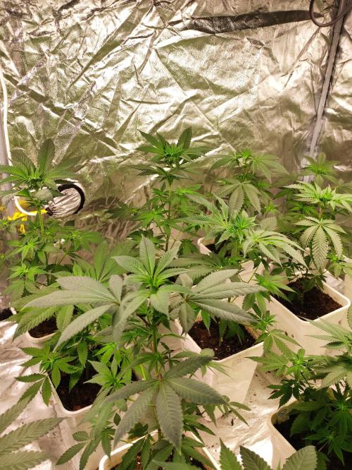 F002 Dutch Passion test strain. Week 4