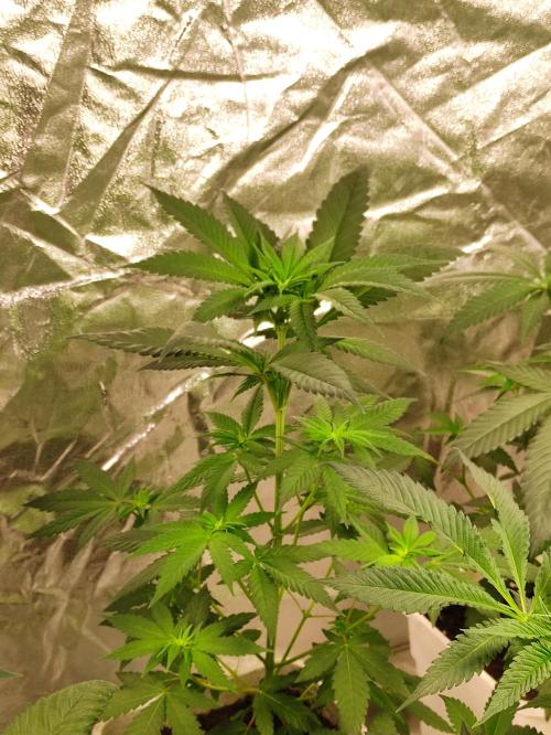 F002 Dutch Passion test strain. Week 4