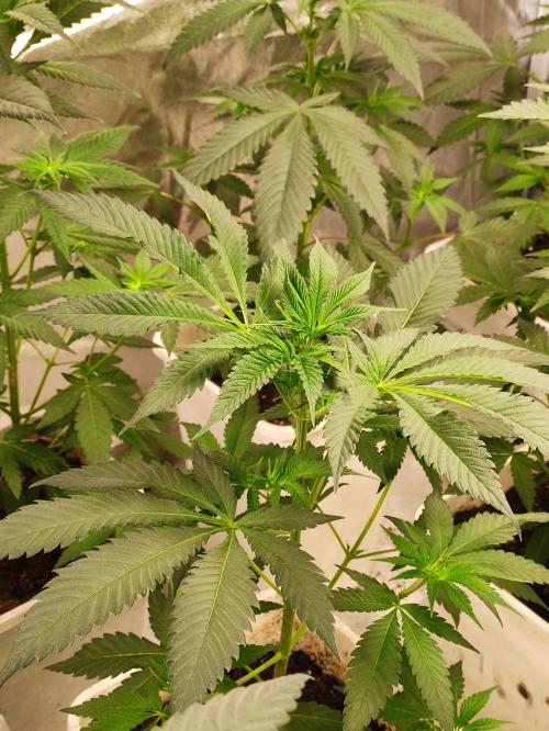 F002 Dutch Passion test strain. Week 4