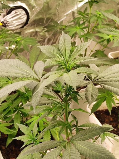 F002 Dutch Passion test strain. Week 4