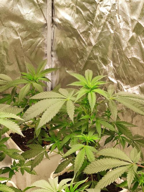 F008 Dutch Passion test strain. Week 4