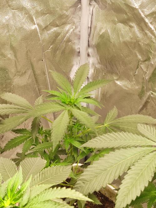 F008 Dutch Passion test strain. Week 4