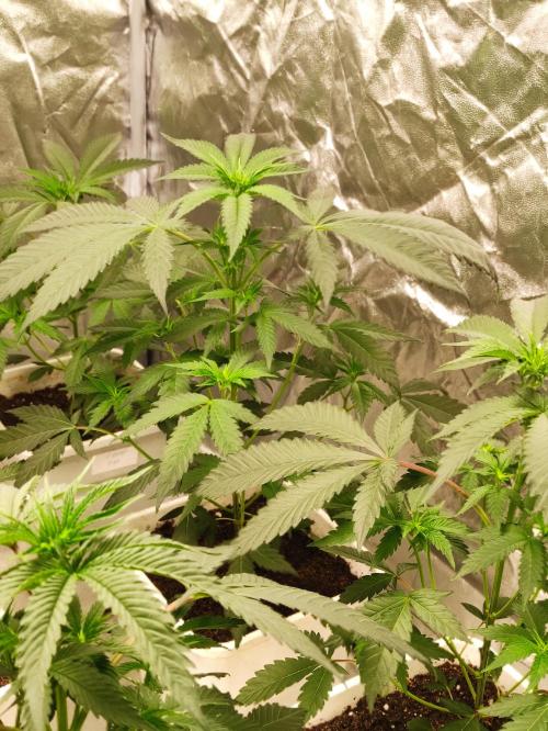 F008 Dutch Passion test strain. Week 4