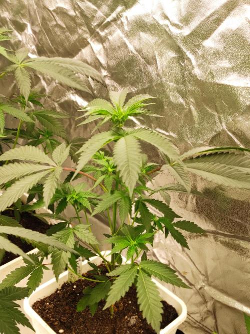 F008 Dutch Passion test strain. Week 4