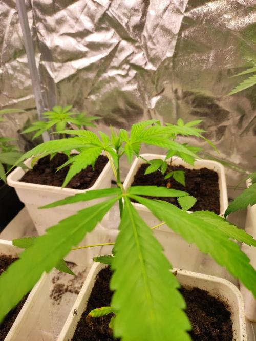 F025 Dutch Passion test strain. Week 3