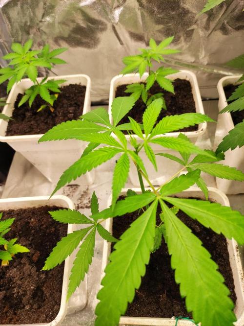 F025 Dutch Passion test strain. Week 3