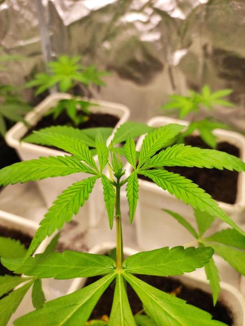 F025 Dutch Passion test strain. Week 3