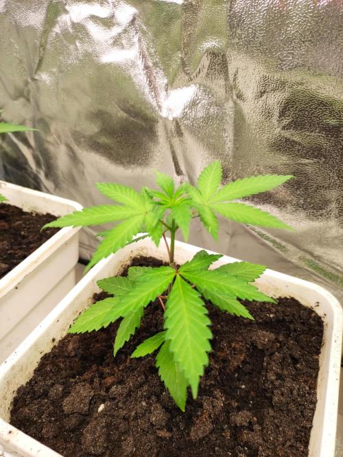 F025 Dutch Passion test strain. Week 3
