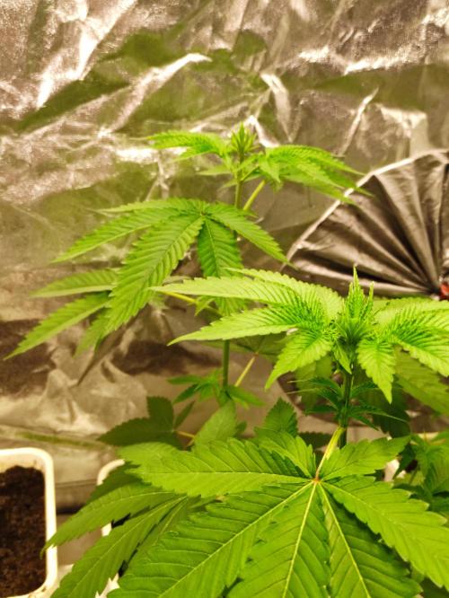 F026 Dutch Passion test strain. Week 3