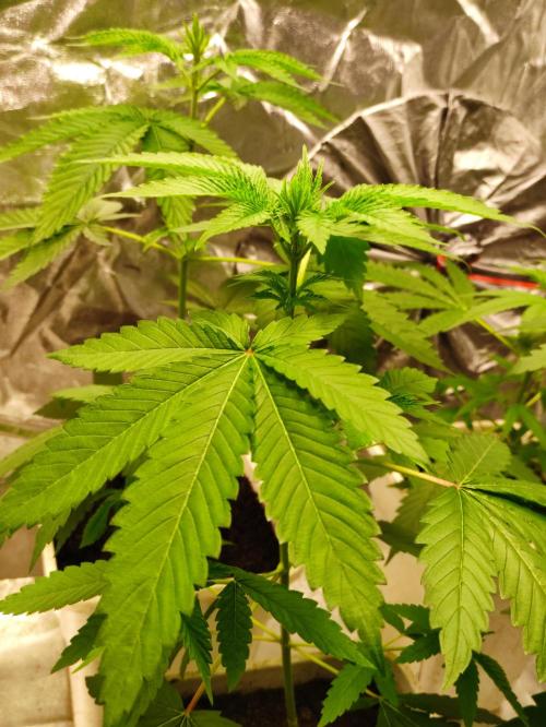 F026 Dutch Passion test strain. Week 3