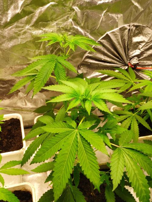 F026 Dutch Passion test strain. Week 3