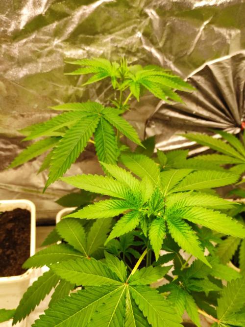 F026 Dutch Passion test strain. Week 3