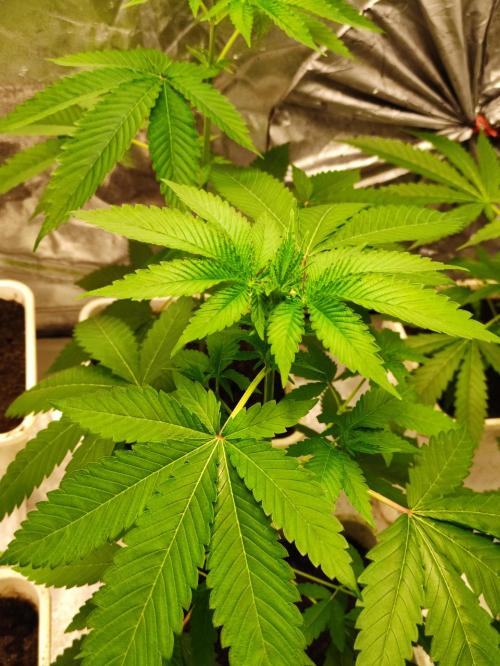 F026 Dutch Passion test strain. Week 3