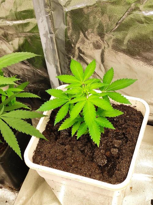 F027 Dutch Passion test strain. Week 3