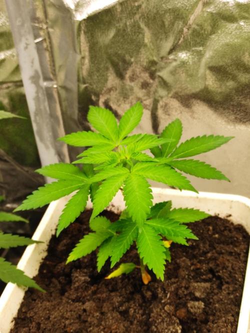 F027 Dutch Passion test strain. Week 3