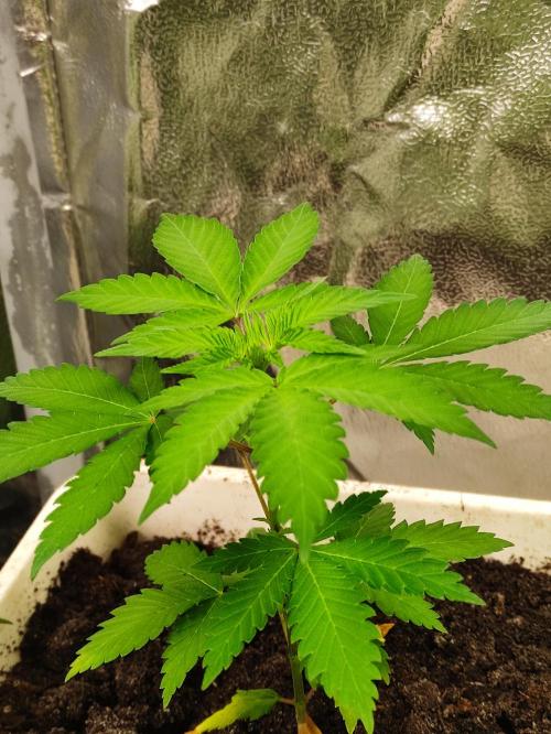 F027 Dutch Passion test strain. Week 3