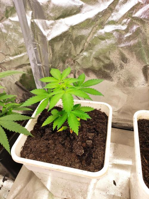 F027 Dutch Passion test strain. Week 3