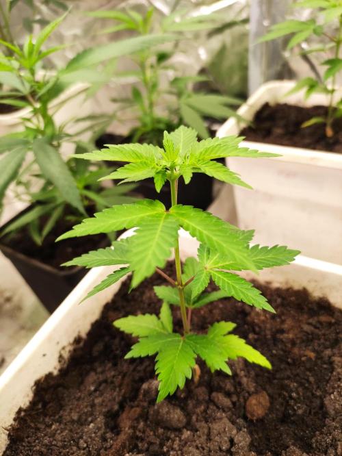 F027 Dutch Passion test strain. Week 3