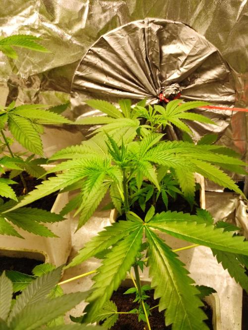 F028 Dutch Passion test strain. Week 3