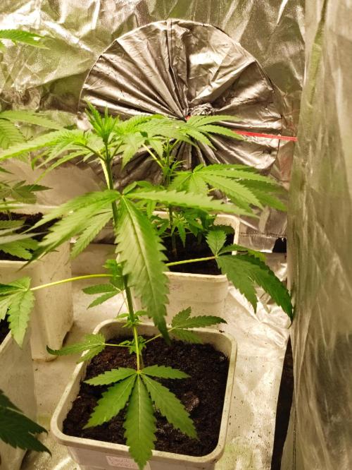 F028 Dutch Passion test strain. Week 3