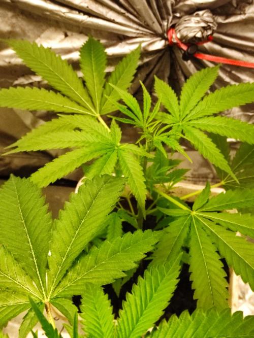F028 Dutch Passion test strain. Week 3