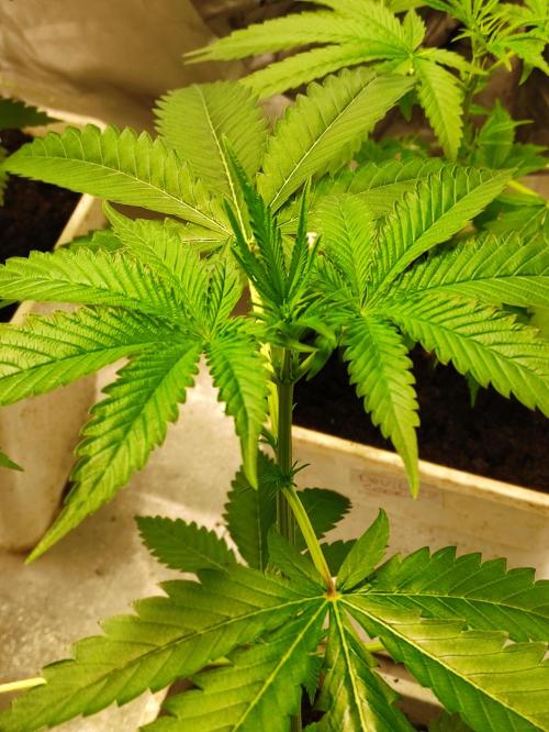 F028 Dutch Passion test strain. Week 3