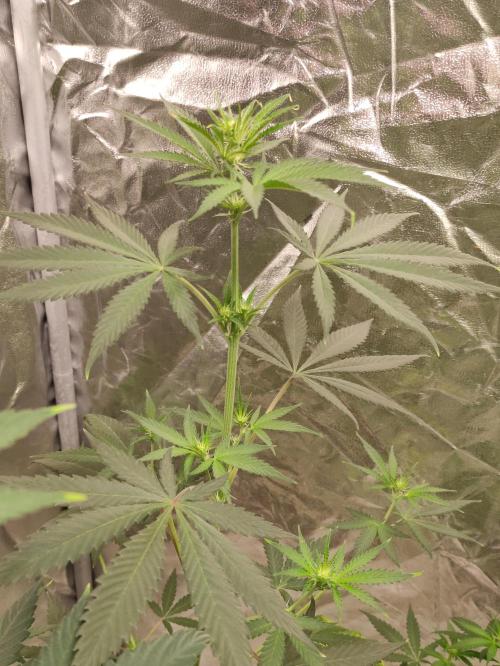 Poison cookies. Week 4