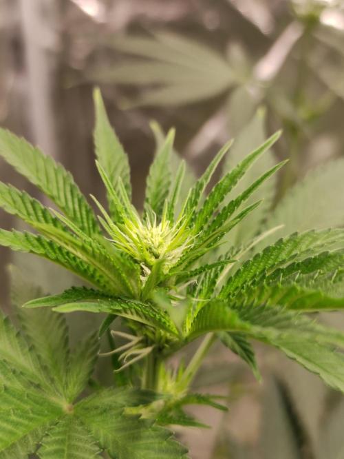 Poison cookies. Week 4