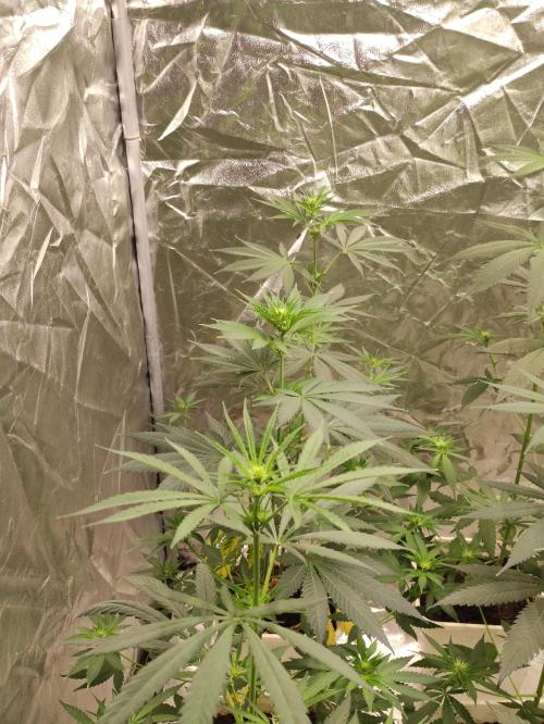 Poison cookies. Week 4
