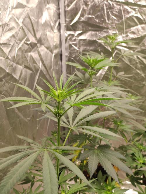Poison cookies. Week 4