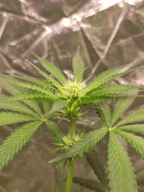 Orange Biscuit. Week 4