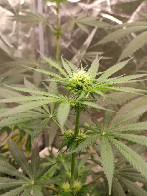 Orange Biscuit. Week 4