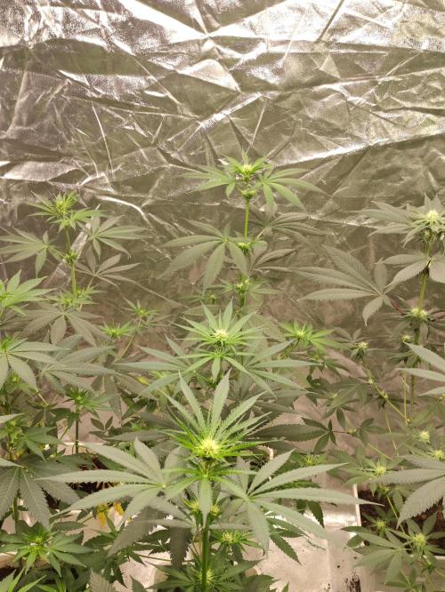 Orange Biscuit. Week 4