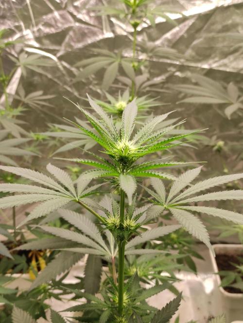 Orange Biscuit. Week 4