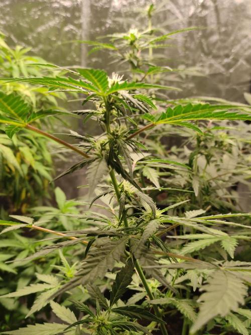 A005 Dutch Passion Test. Week 4