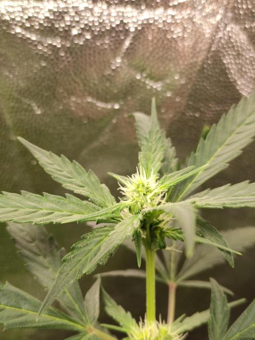 A005 Dutch Passion Test. Week 4