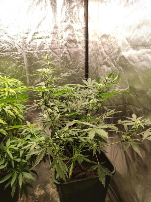 A005 Dutch Passion Test. Week 4