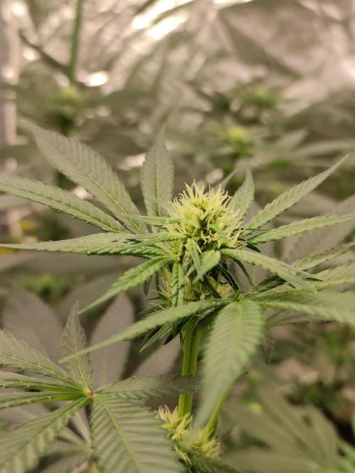 F001 Dutch Passion test strain. Week 5