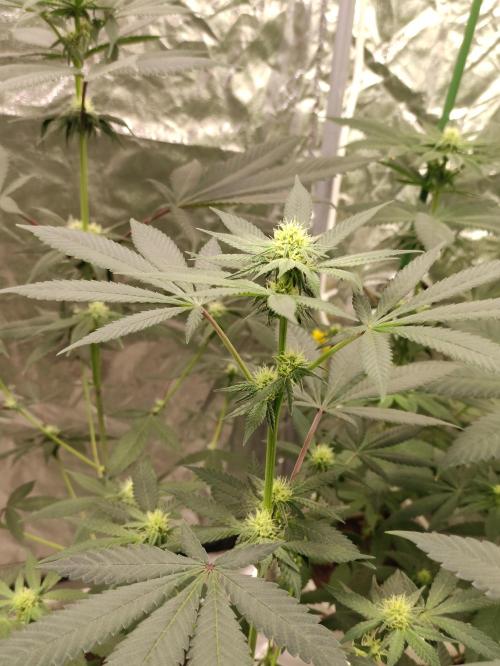 F001 Dutch Passion test strain. Week 5