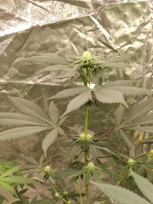 F001 Dutch Passion test strain. Week 5