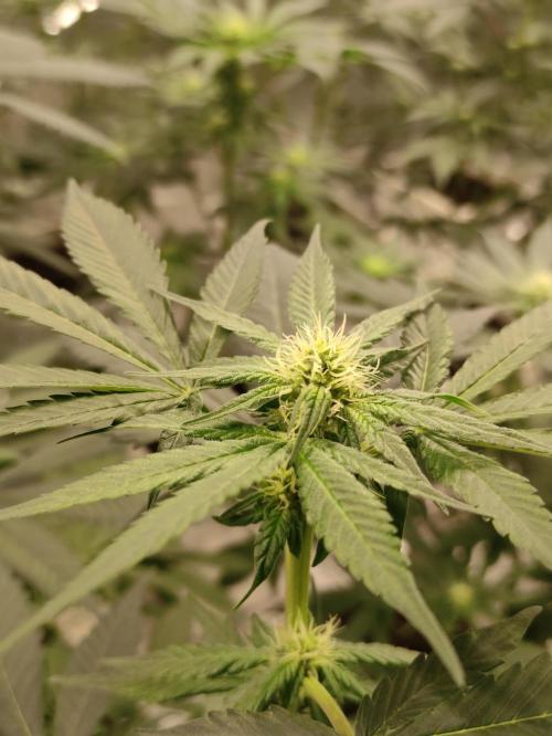 F001 Dutch Passion test strain. Week 5
