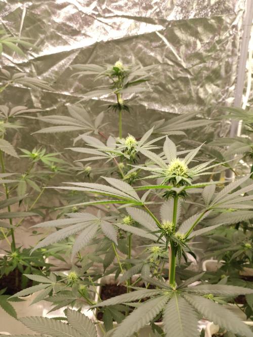 F001 Dutch Passion test strain. Week 5