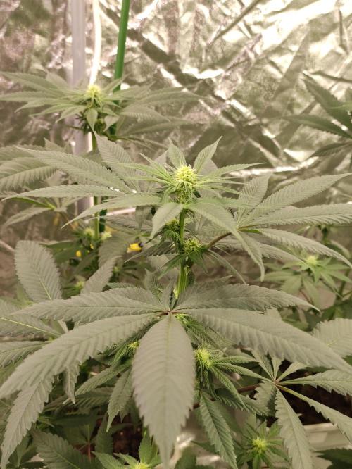 F002 Dutch Passion test strain. Week 5