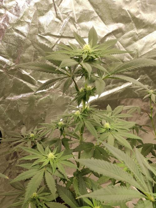 F002 Dutch Passion test strain. Week 5