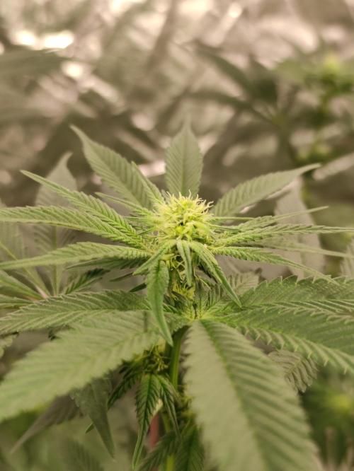 F002 Dutch Passion test strain. Week 5